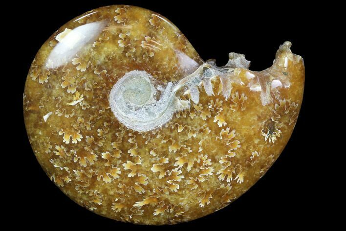 Polished, Agatized Ammonite (Cleoniceras) - Madagascar #97327